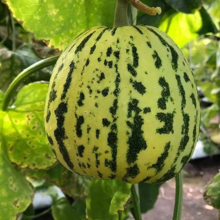 Video of melon planting techniques