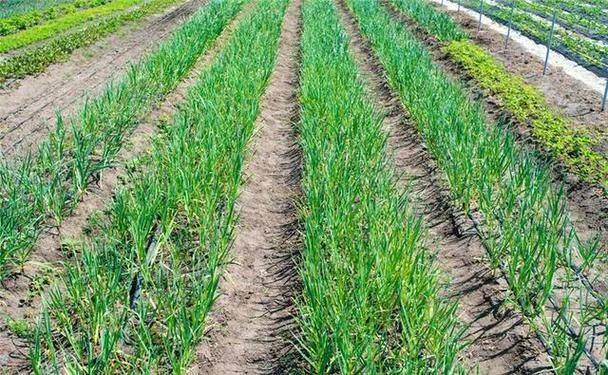 Spring garlic growing technology video
