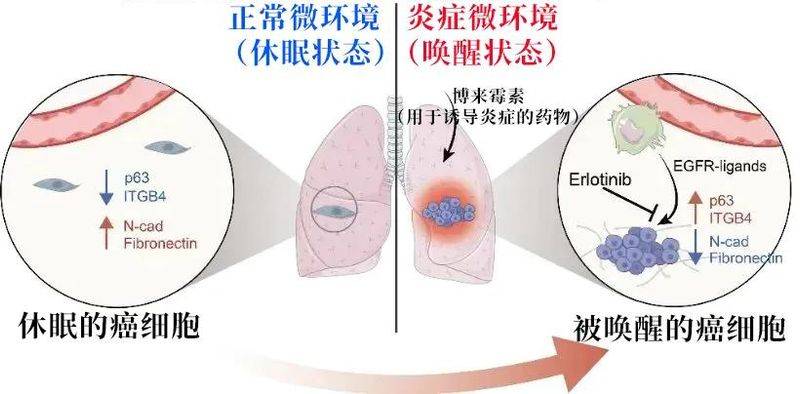 Carcinocyte fragmentation