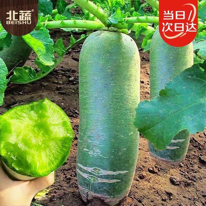 The method of growing green vegetables