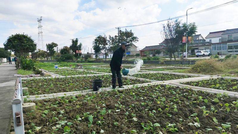 The method of growing green vegetables
