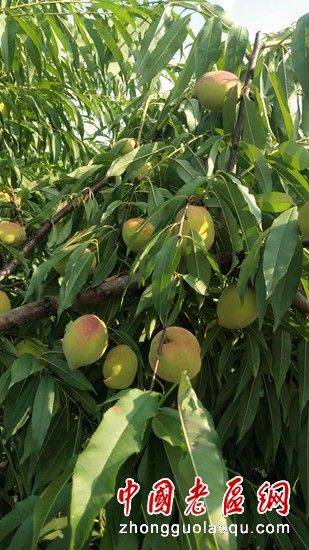 Peach growing techniques for eagles