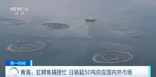 Price of rainbow trout feed