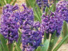 Methods of flowering
