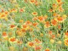 Methods of flowering
