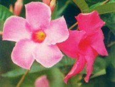 Methods of flowering