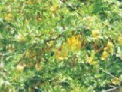 Methods of flowering