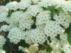 Methods of flowering