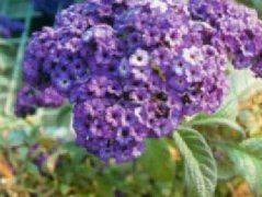 Methods of flowering