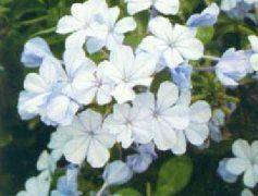 Methods of flowering