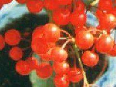 Methods of flowering