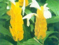 Methods of flowering