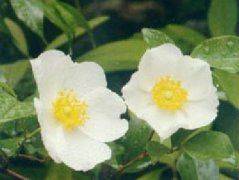 Methods of flowering