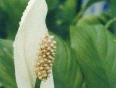 Methods of flowering