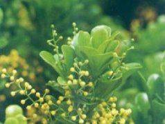 Methods of flowering