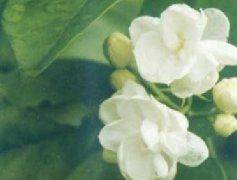 Methods of flowering