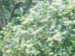 Methods of flowering