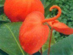 Methods of flowering