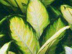 Methods of flowering