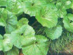 Methods of flowering