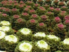 Methods of flowering