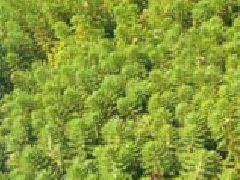 Methods of flowering