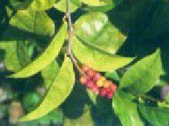 Methods of flowering