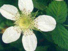 Methods of flowering