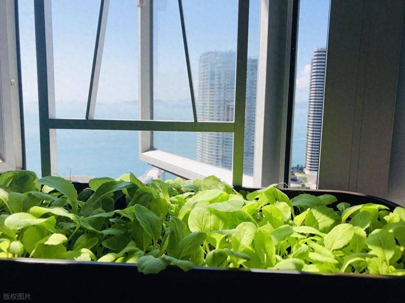The method of growing cabbage in summer