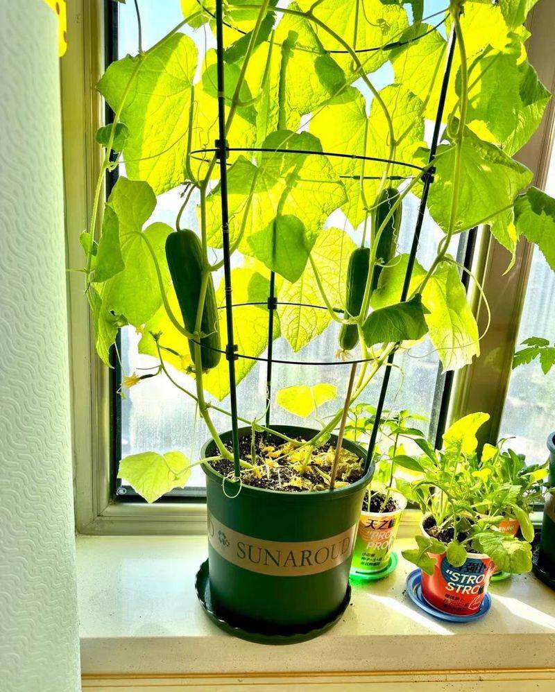 The method of growing cabbage in summer