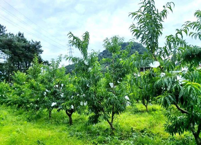 Peach growing techniques for eagles