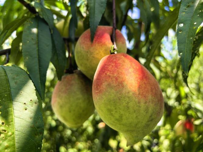 Peach growing techniques for eagles