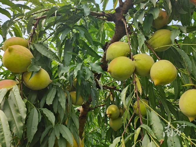 Peach growing techniques for eagles