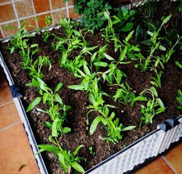 小白菜夏季种植方法