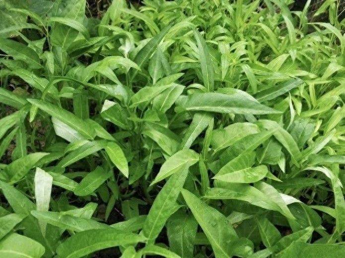 小白菜夏季种植方法