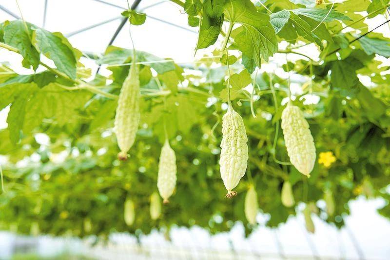 小白菜夏季种植方法