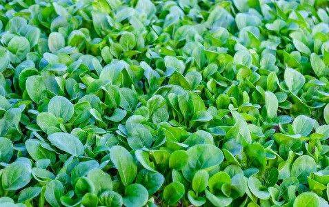The method of growing cabbage in summer