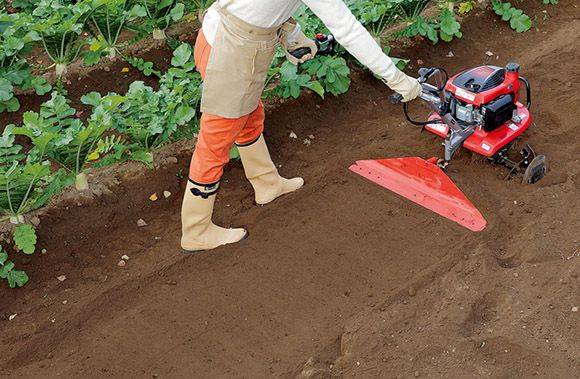 The method of growing cabbage in summer