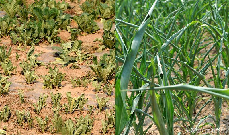 The method of growing cabbage in summer