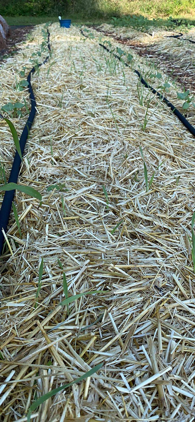 The method of growing cabbage in summer