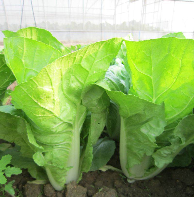 The method of growing cabbage in summer