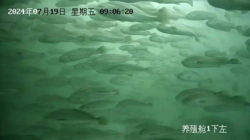 Price of rainbow trout feed