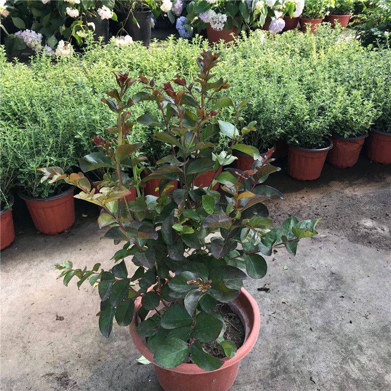 Violet cultivation methods