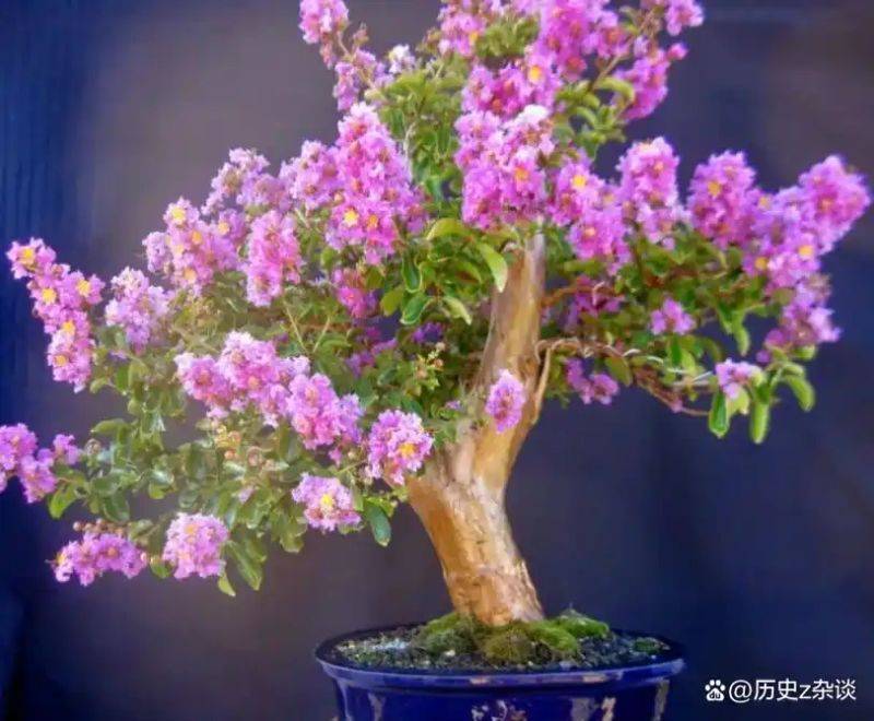 Violet cultivation methods