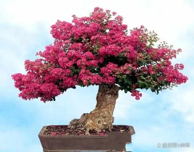Violet cultivation methods