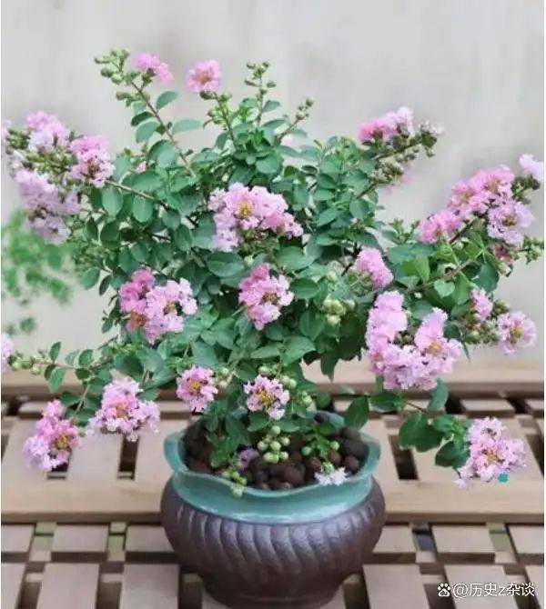 Violet cultivation methods