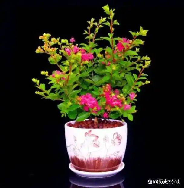 Violet cultivation methods