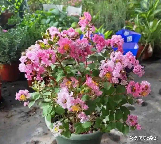 Violet cultivation methods