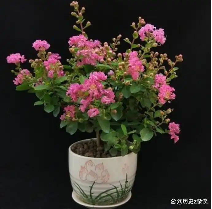 Violet cultivation methods