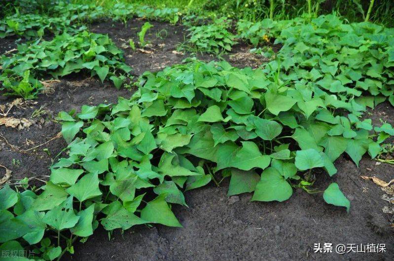 红薯的种植时间和方法